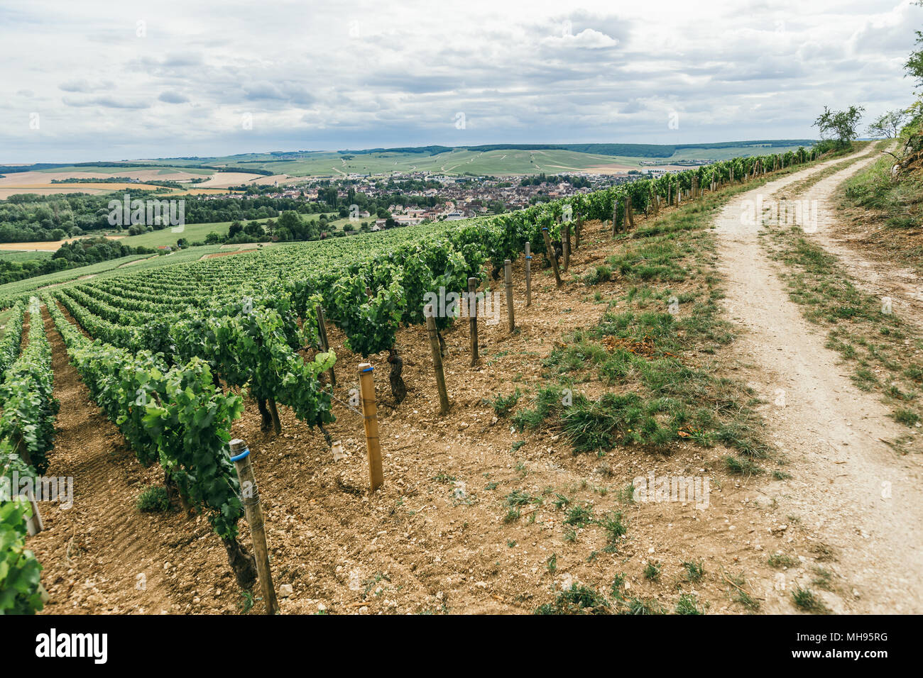 Grape field in France, winemaking, cultivation of grapes Stock Photo