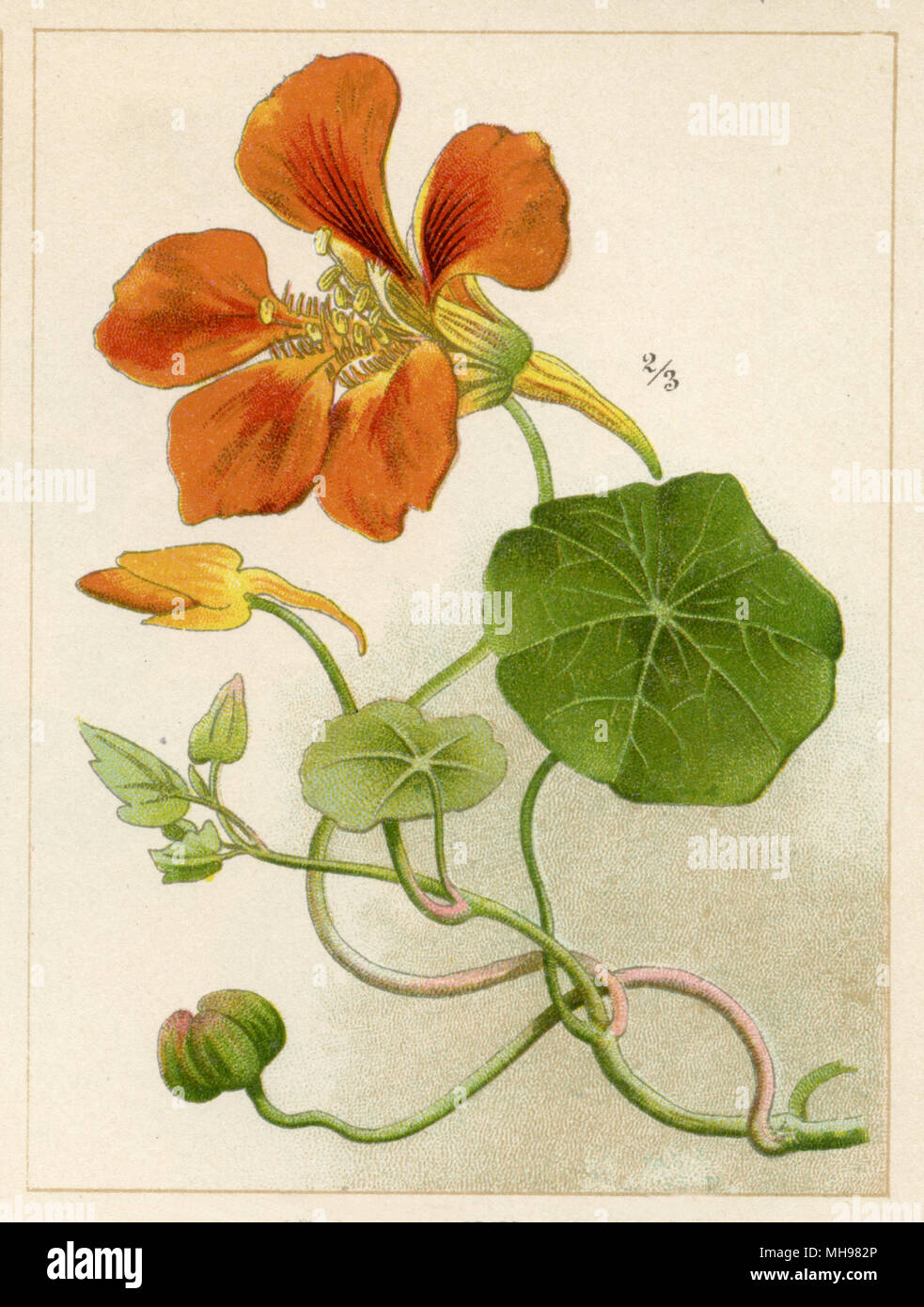 garden nasturtium, Indian cress or monks cress <Tropaeolum majus>, Stock Photo