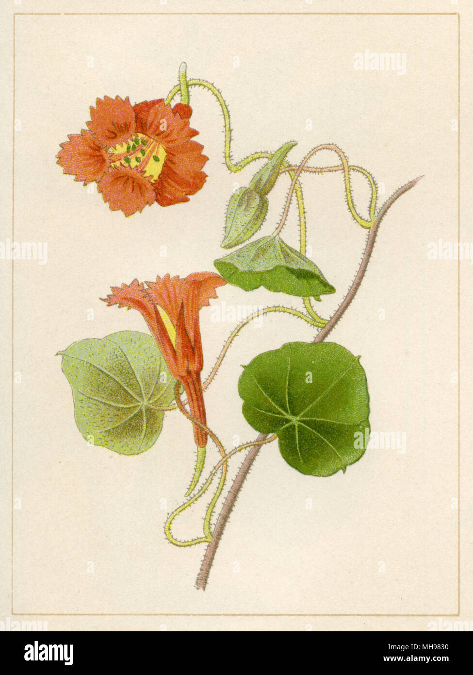 Lobb's nasturtium, monks cress <Tropaeolum Lobbianum>, Stock Photo