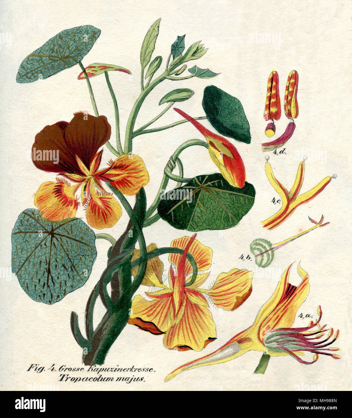 garden nasturtium, Indian cress or monks cress <Tropaeolum majus>,    1850 Stock Photo