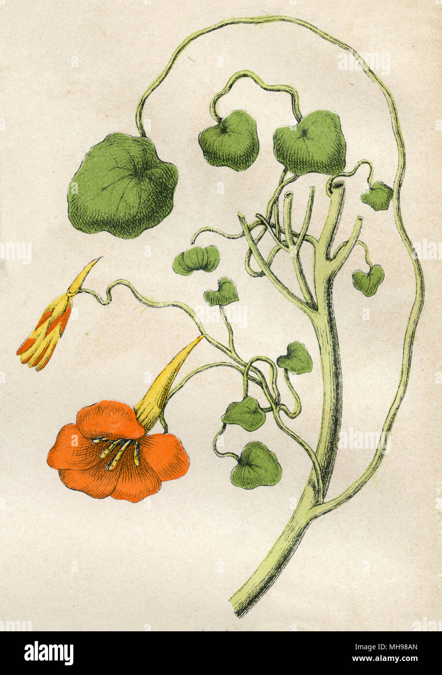 garden nasturtium, Indian cress or monks cress <Tropaeolum majus>, Stock Photo