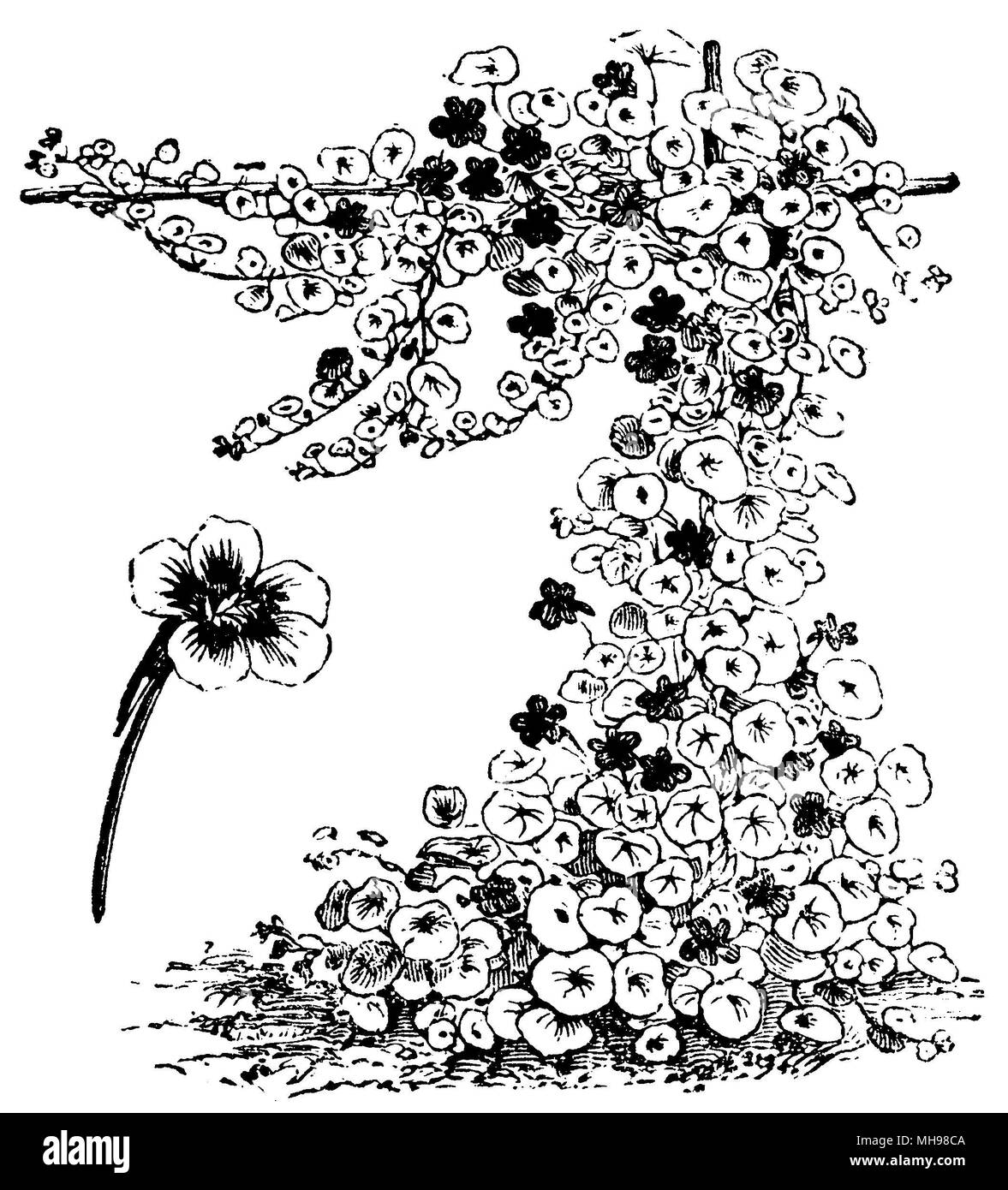 garden nasturtium, Indian cress or monks cress <Tropaeolum majus>,   1877 Stock Photo