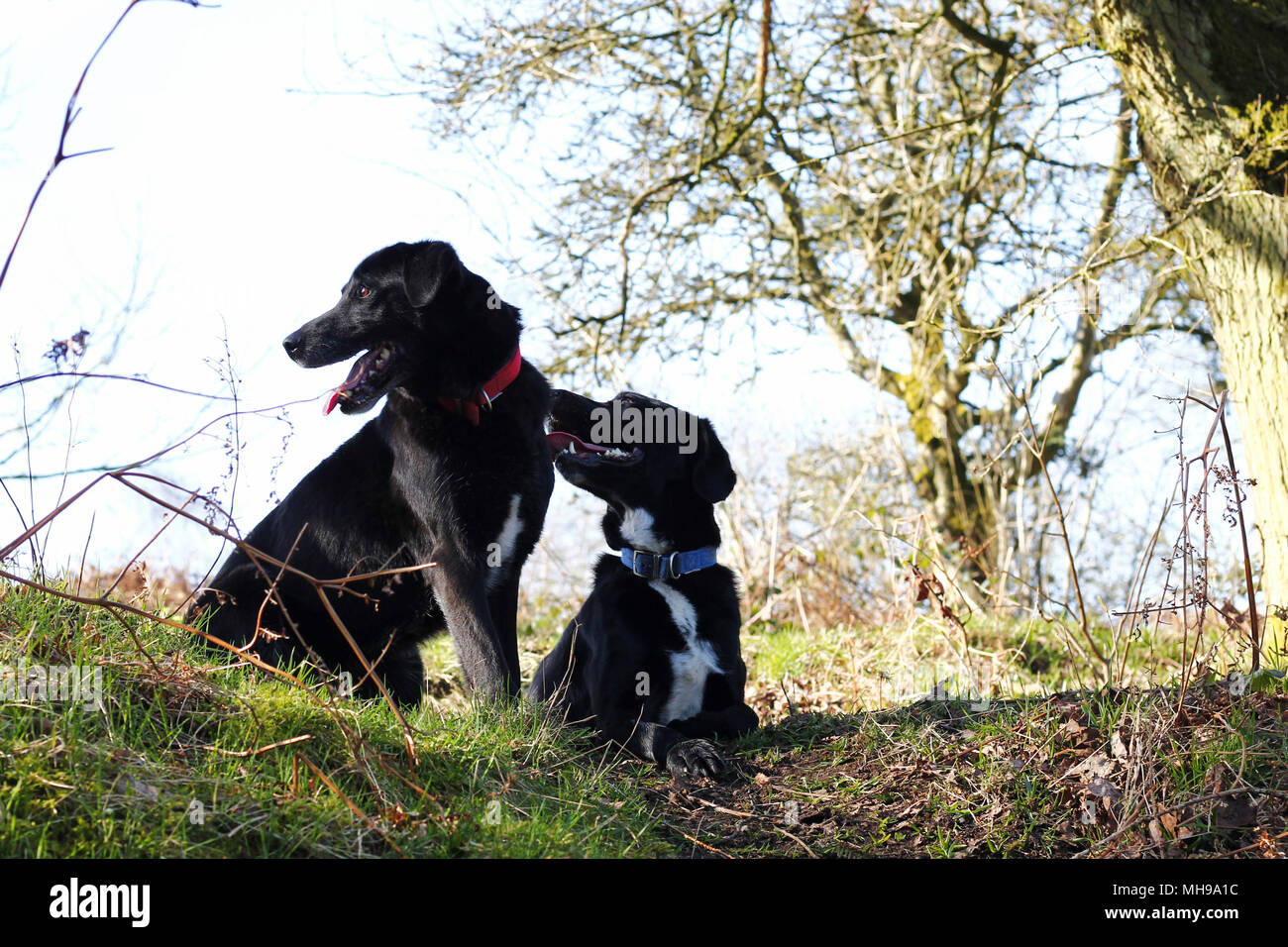 2 Domestic dogs playing in the woods Stock Photo