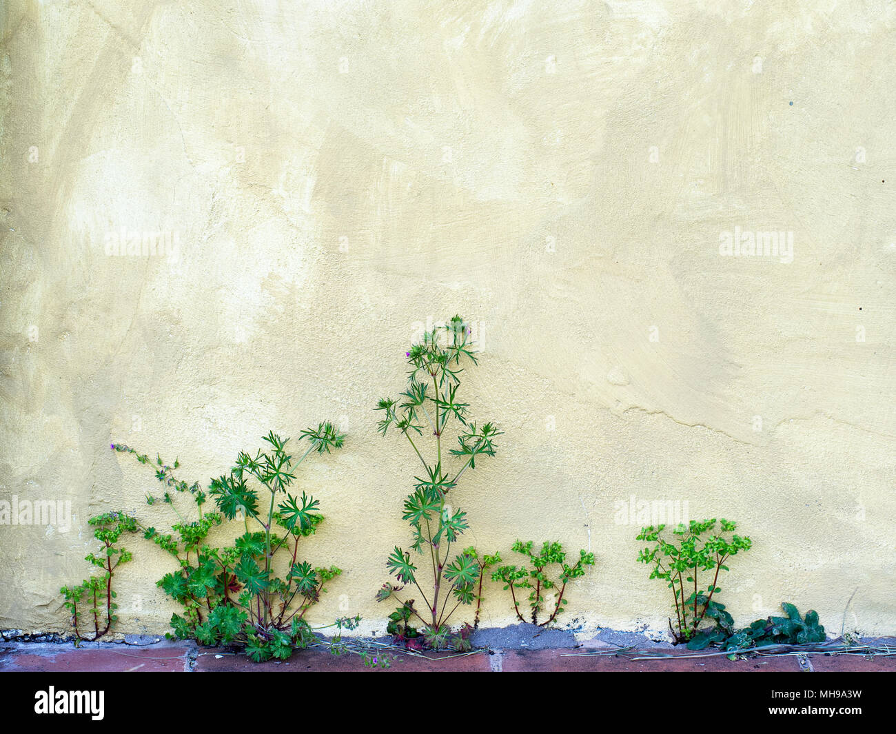 Weeds wall hi-res stock photography and images - Alamy