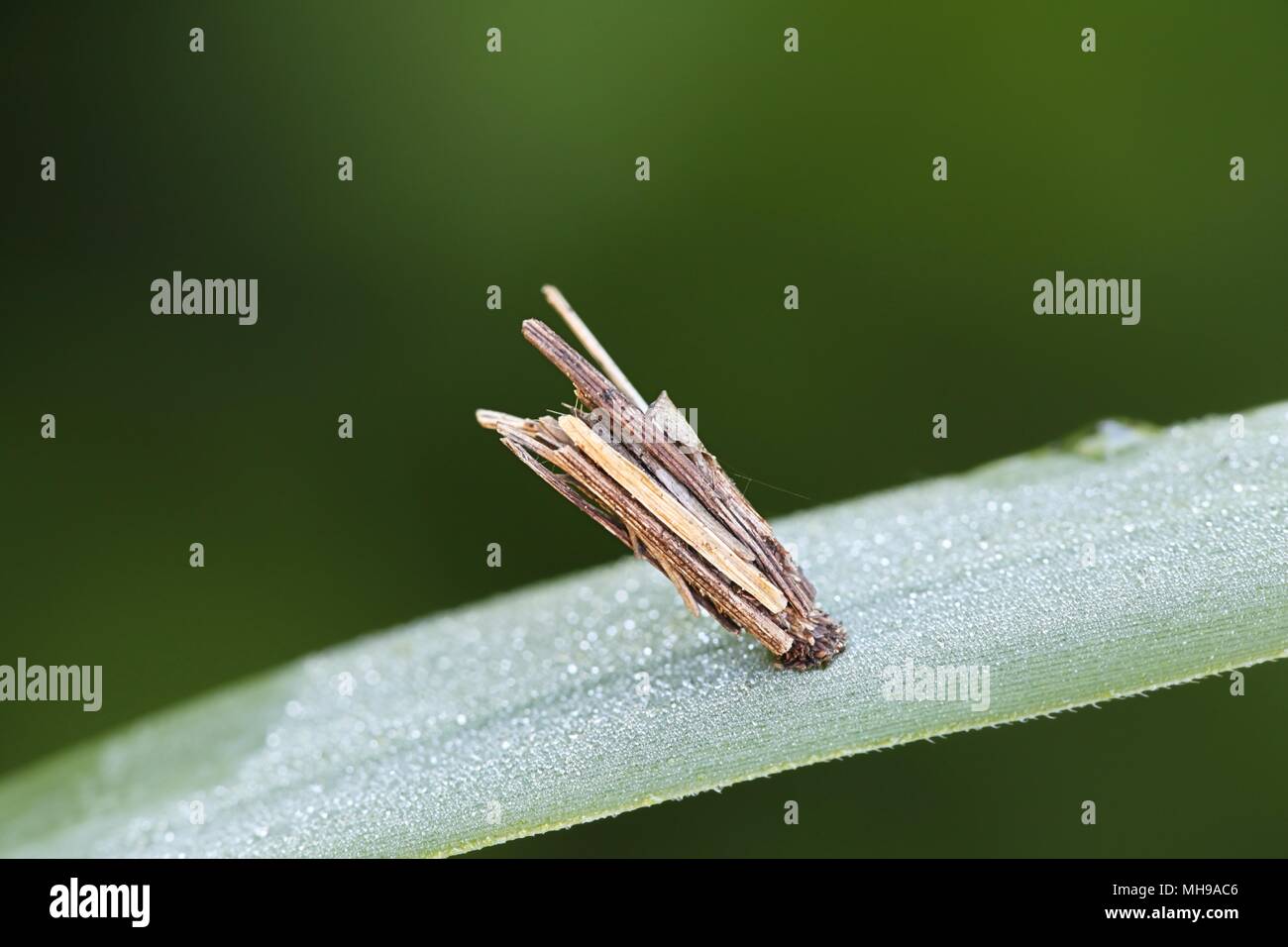 Protective hull of common bagworm moth larva,  Psyche casta Stock Photo