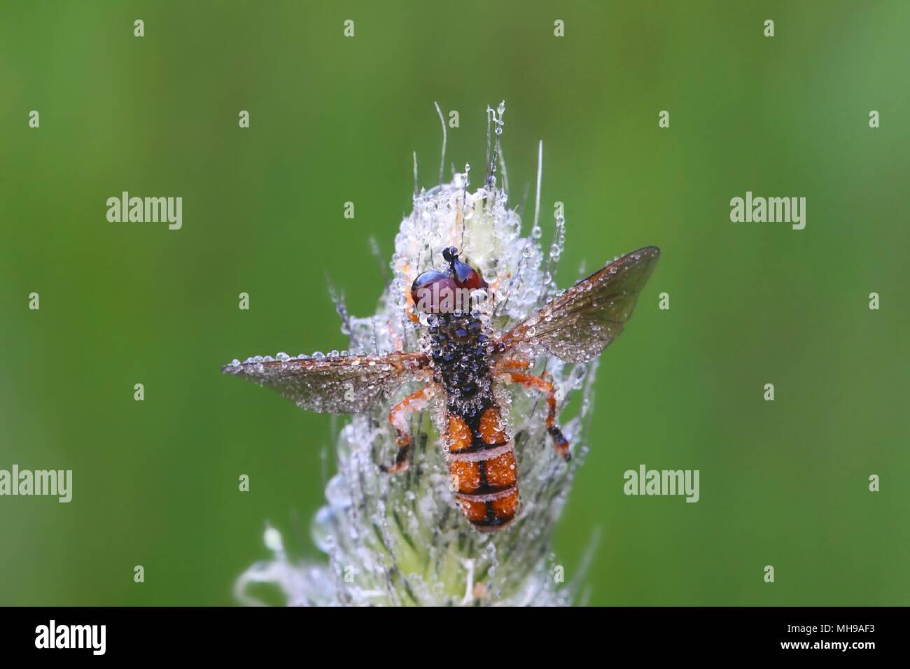 Parasitic fungus, Entomophthora,muscae, turns fly  into a zombie Stock Photo