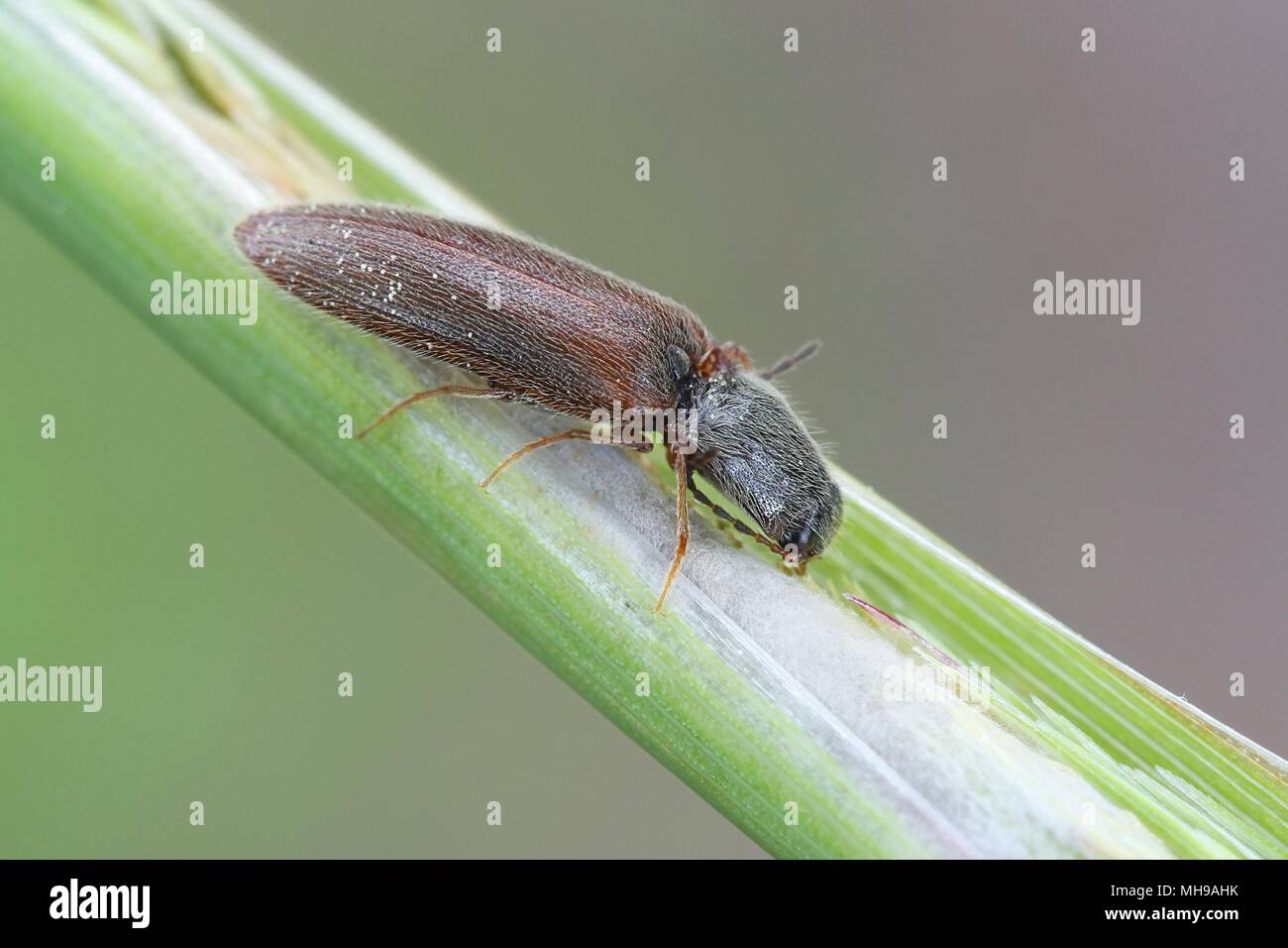 Click beetle, Athous subfuscus Stock Photo