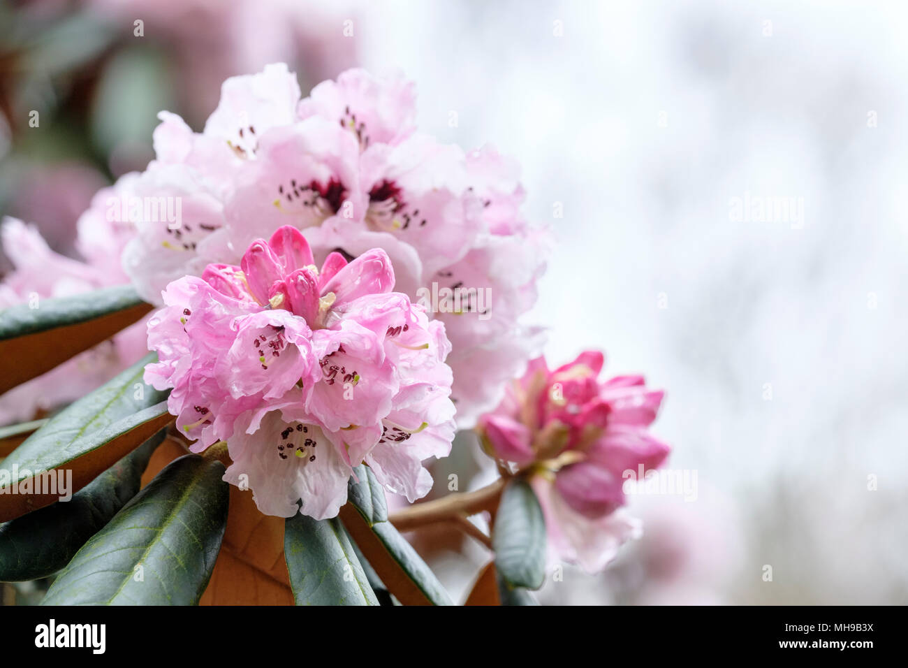 Cinnamon-coloured rhododendron, Rhododendron fulvum (sickle-capsule rhododendron) flowers, blooms, April. Stock Photo