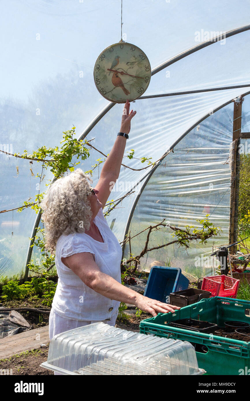Older woman gardening in polytunnel Stock Photo