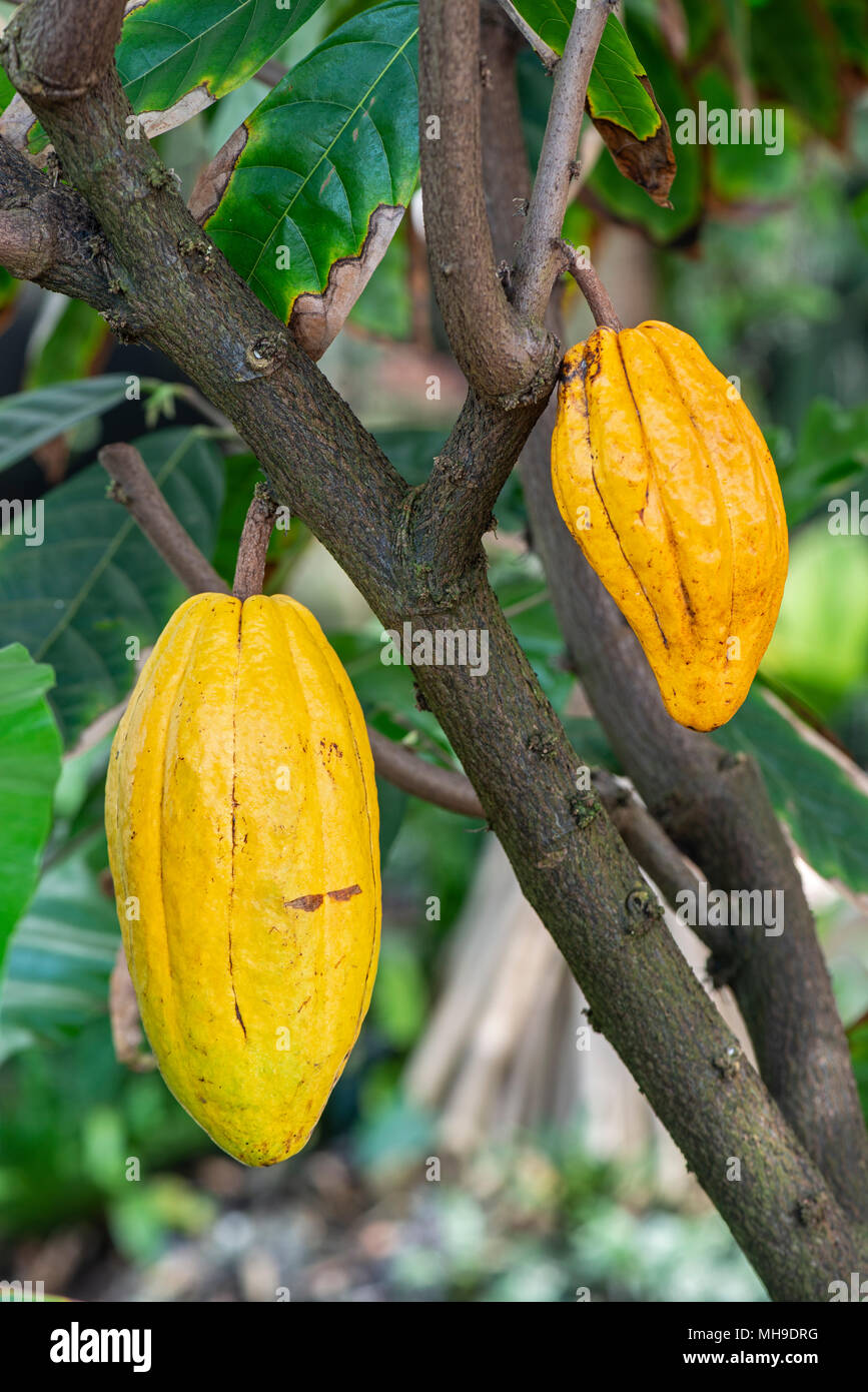 Cacao: Theobroma cacao. Seed pod Stock Photo