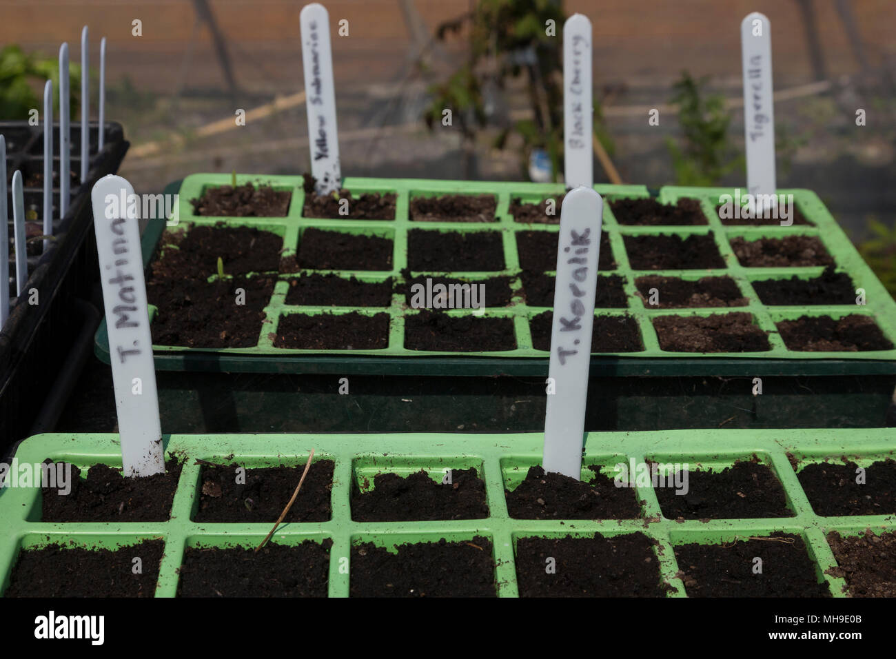 Seed trays with seedlings in a polytunnel potting shed Stock Photo