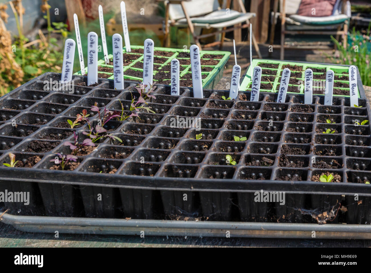 Seed trays with seedlings in a polytunnel potting shed Stock Photo