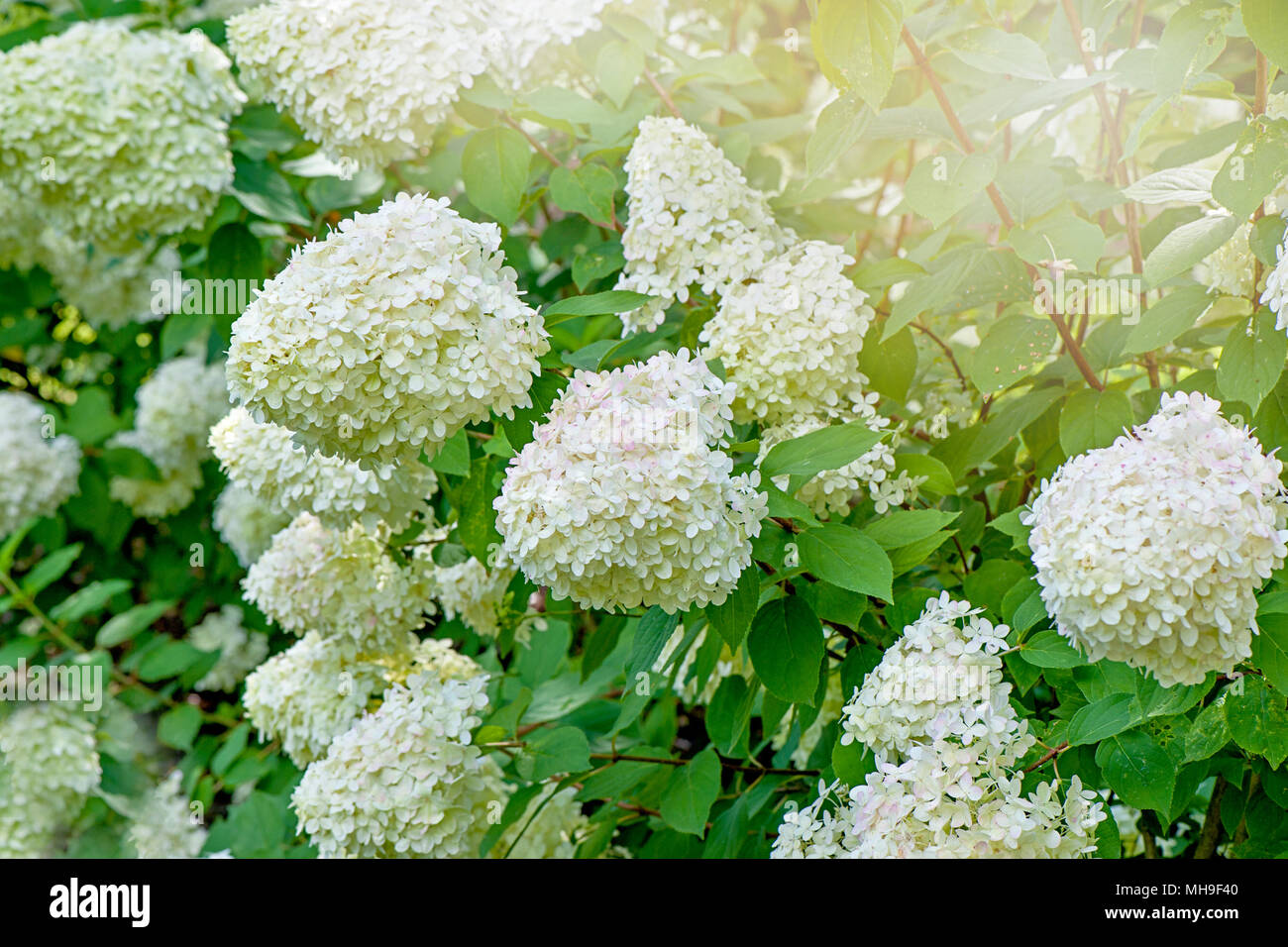 Close-up image of the summer flowering, white Hydrangea paniculata ...
