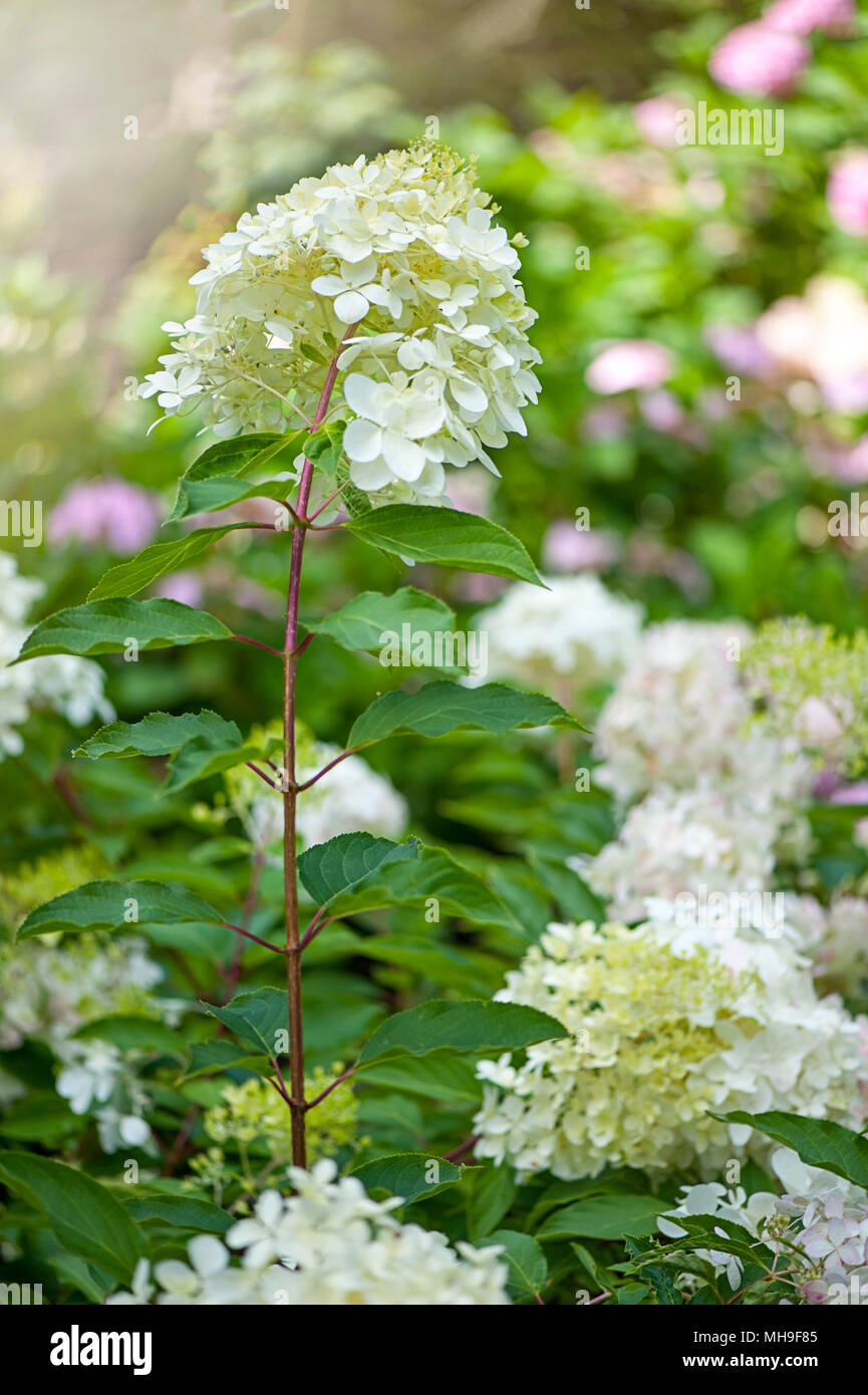 Close-up image of the summer flowering, white Hydrangea paniculata ...