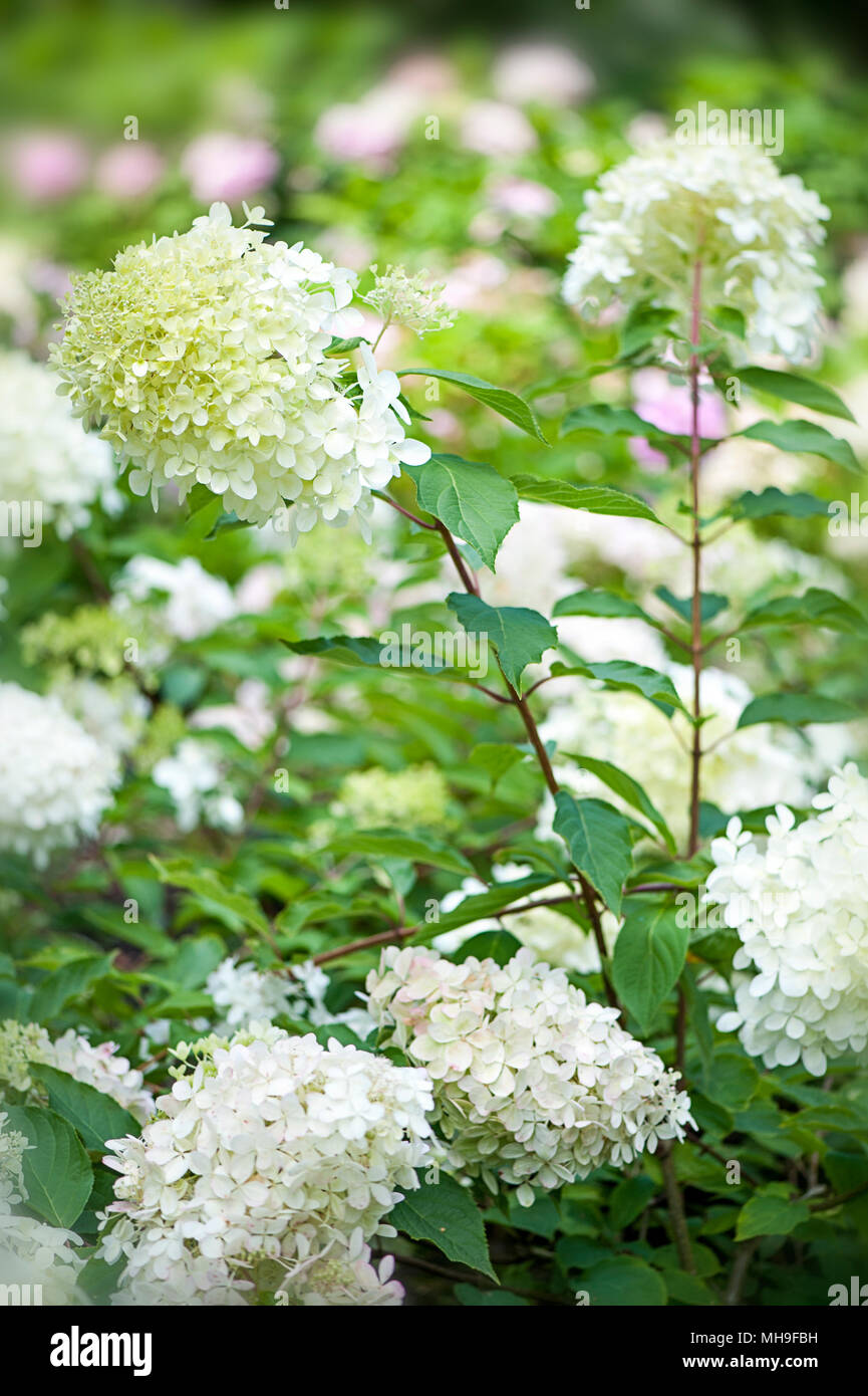 Close-up image of the summer flowering, white Hydrangea paniculata ...