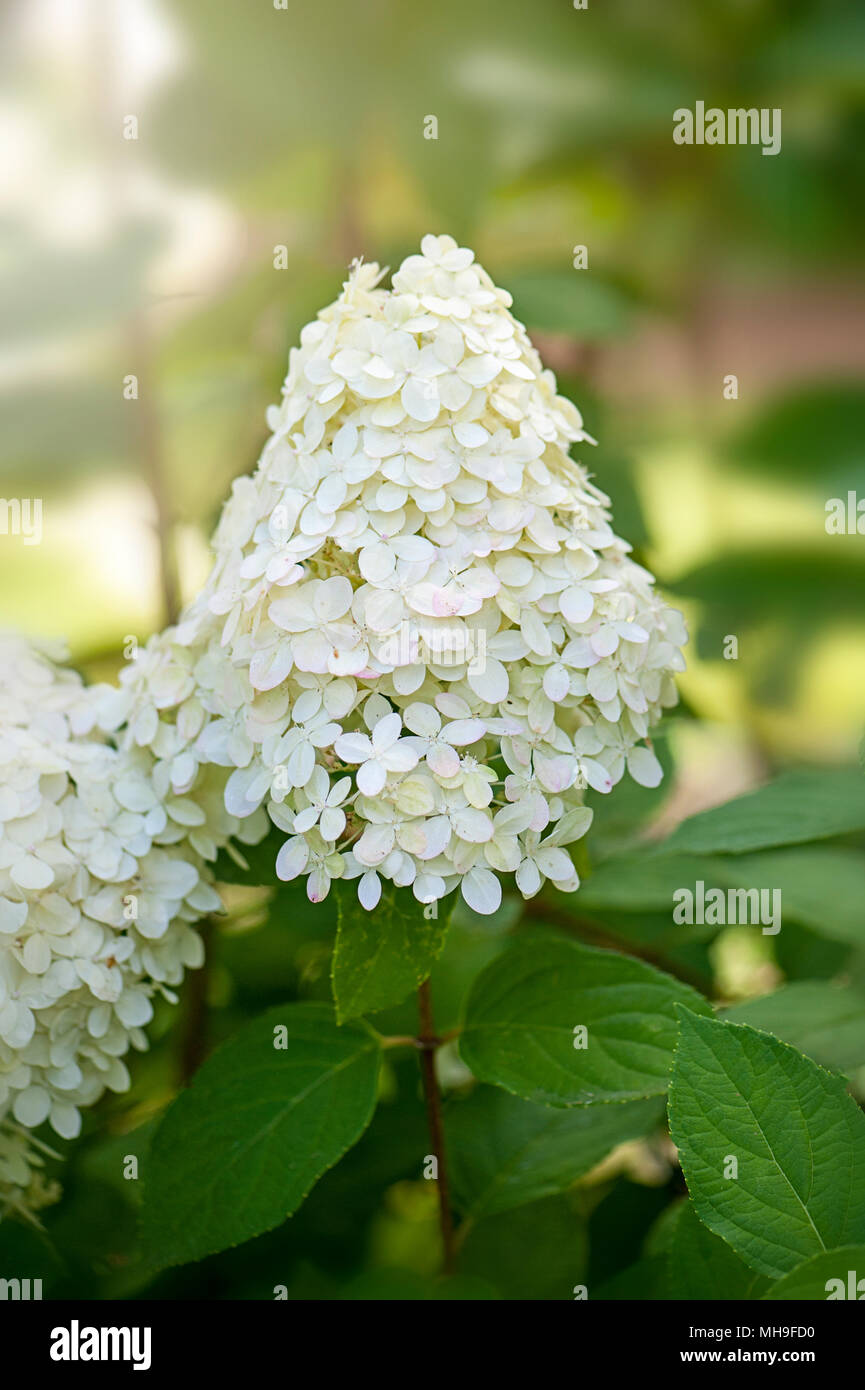close up image of the summer flowering white hydrangea paniculata flowers in hazy sunshine MH9FD0