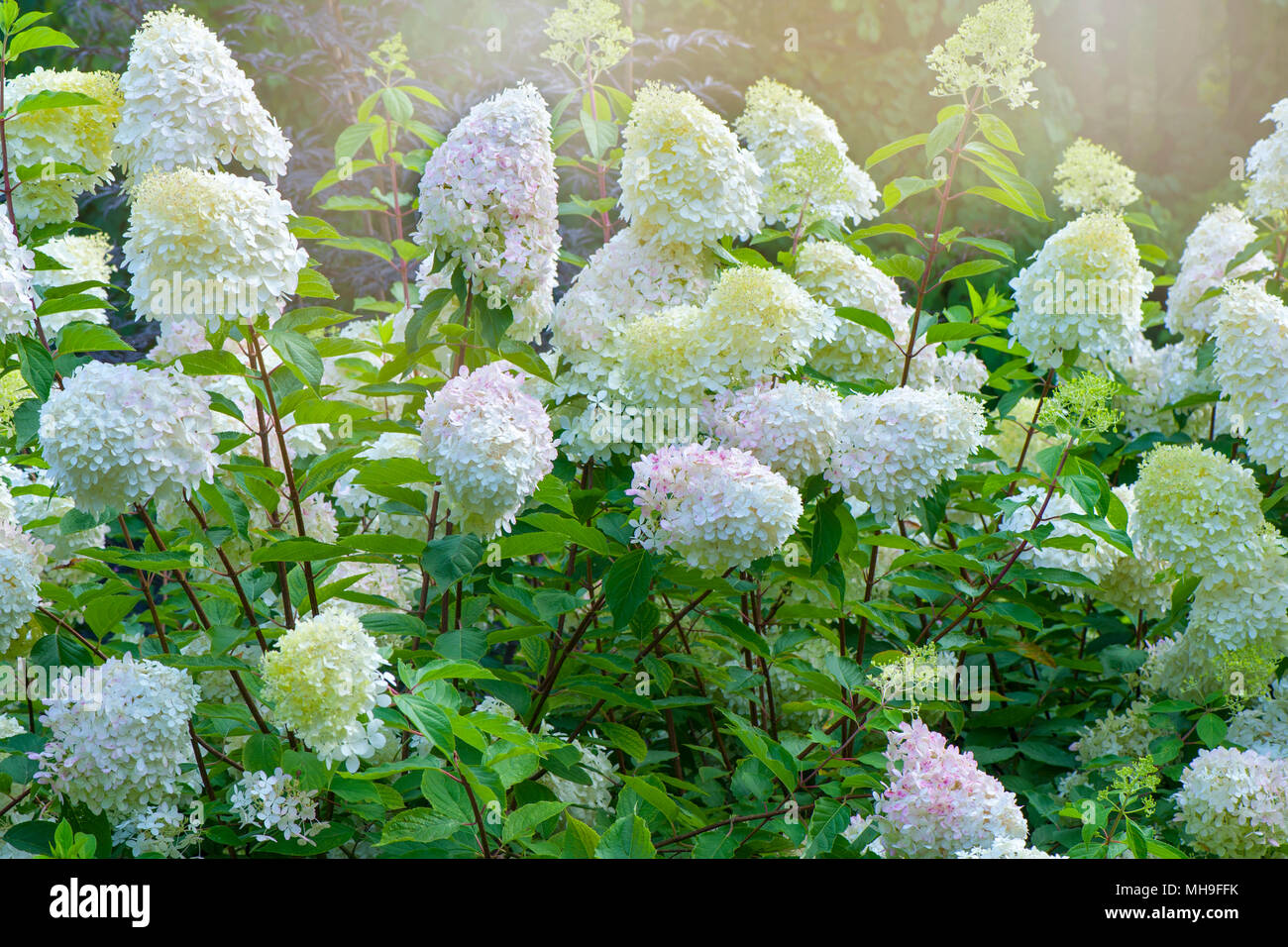 Close-up image of the summer flowering, white Hydrangea paniculata ...