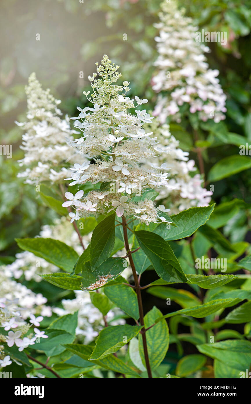 Close-up image of the summer flowering, white Hydrangea paniculata ...