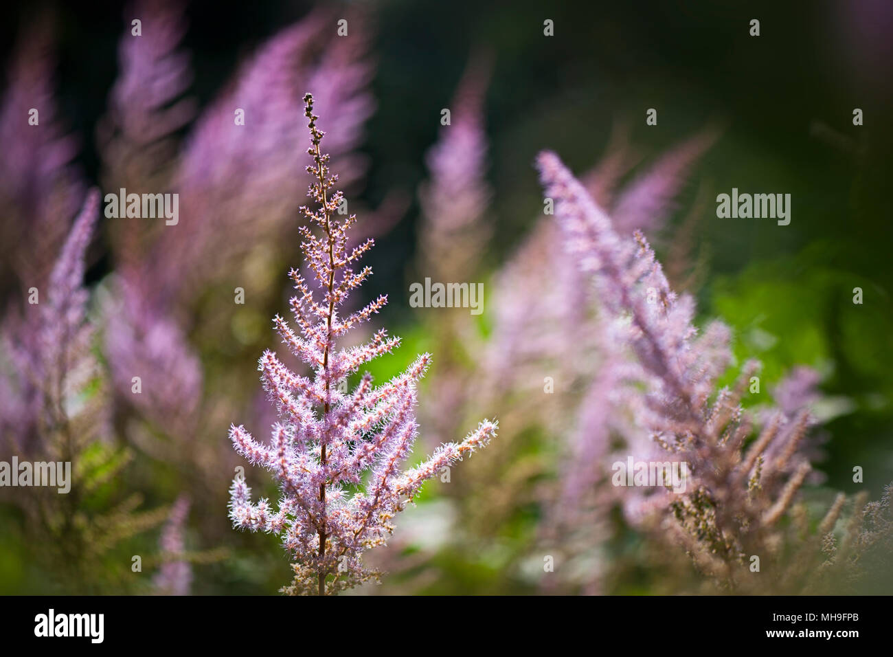 Close-up image of summer flowering Pink Astilbe flowers also known as False Goat's beard or false spirea Stock Photo
