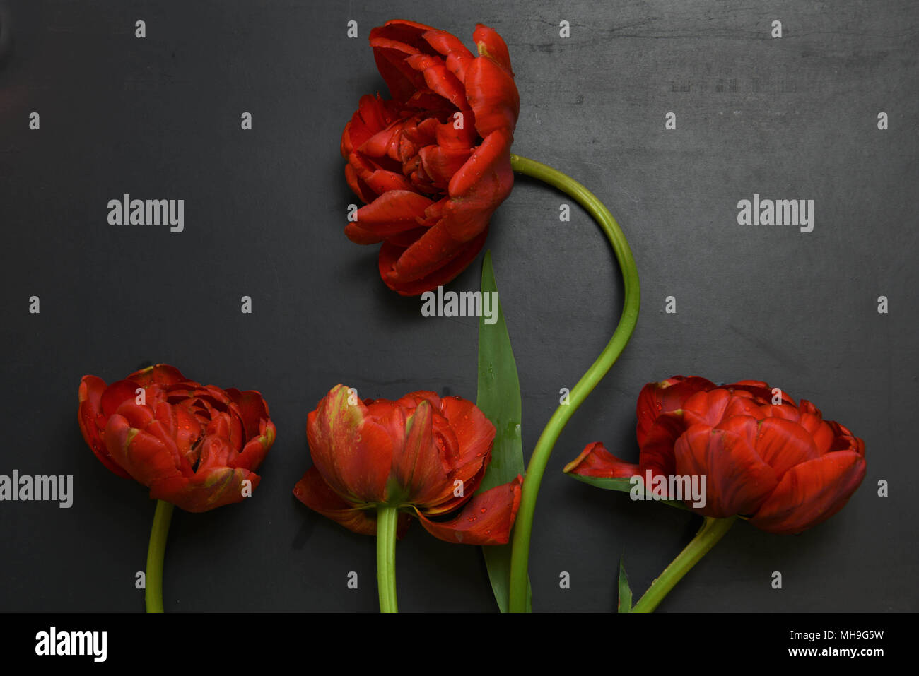 red peony tulips on black slate Stock Photo