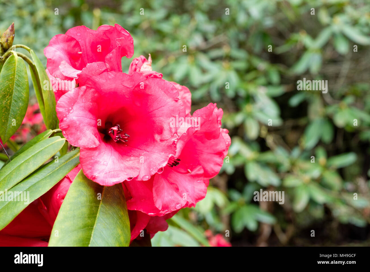 Close-up of a spring flowering rhododendron 'The General' (Chtawbiense hybrid), April Stock Photo