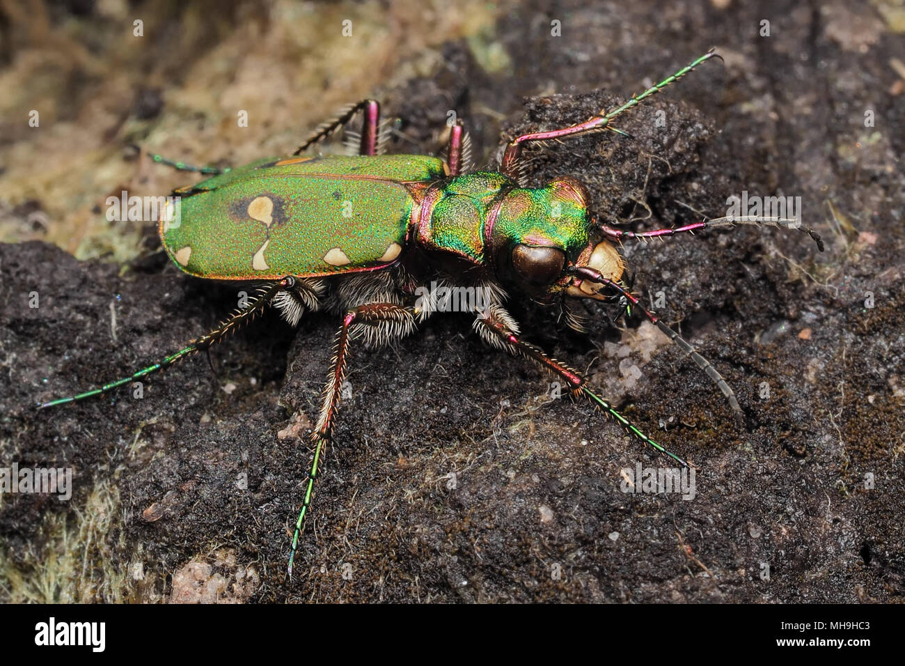 Green Tiger Beetle (Cicindela campestris) resting on ground. Tipperary, Ireland Stock Photo