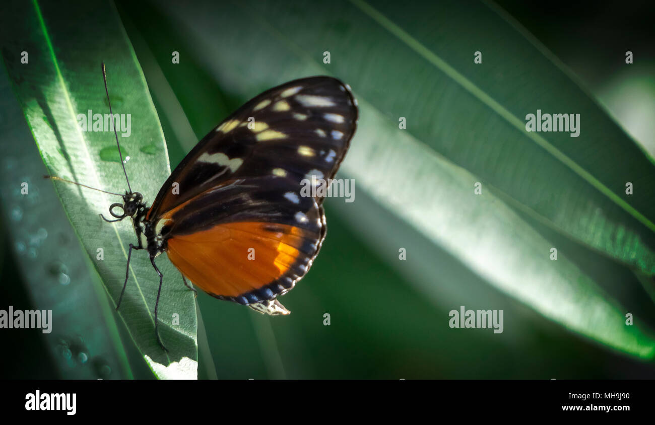 Monarch Butterfly Calgary Zoo Alberta Canada Stock Photo Alamy