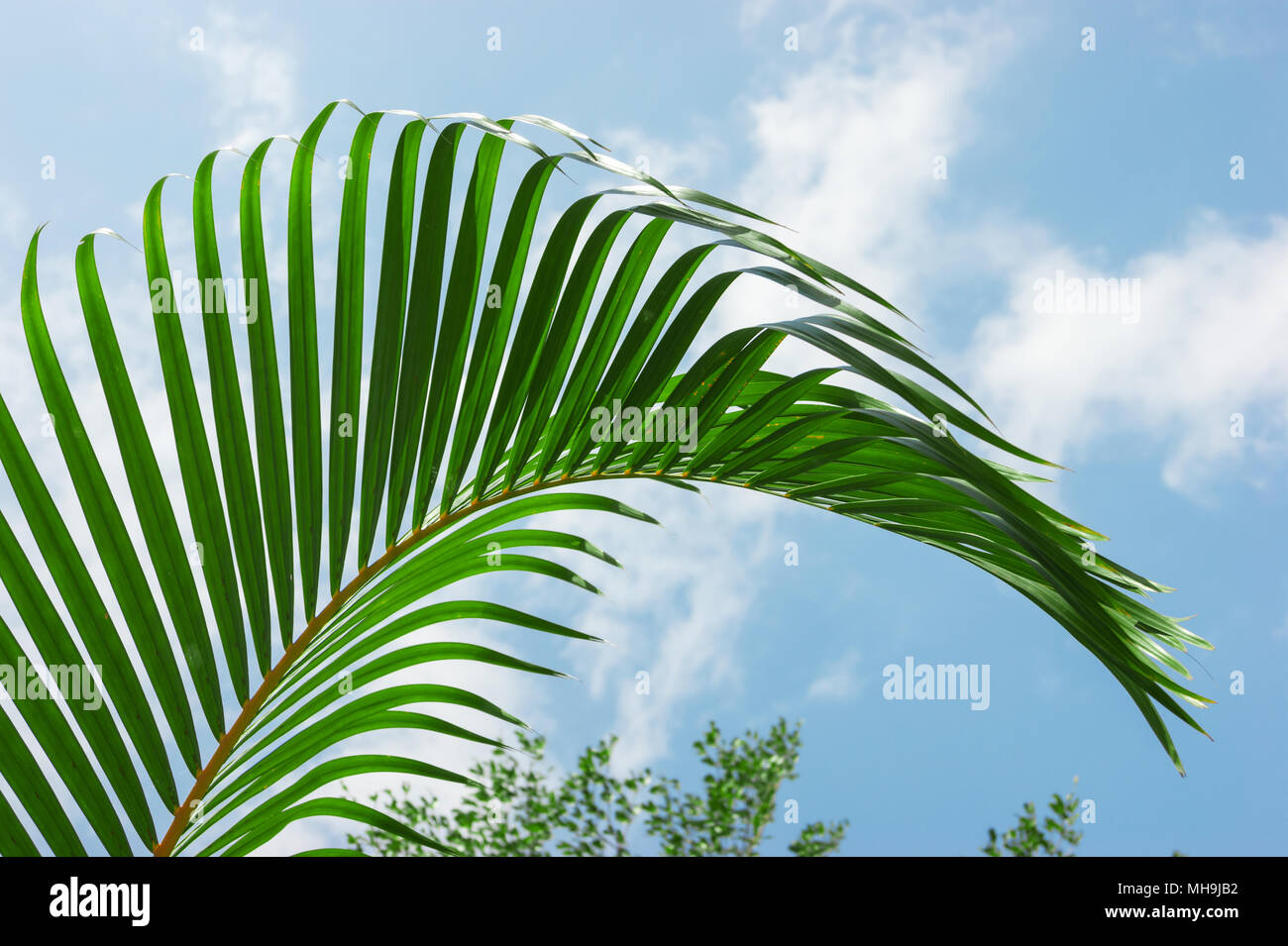 palm leaf on a background of blue sky Stock Photo - Alamy