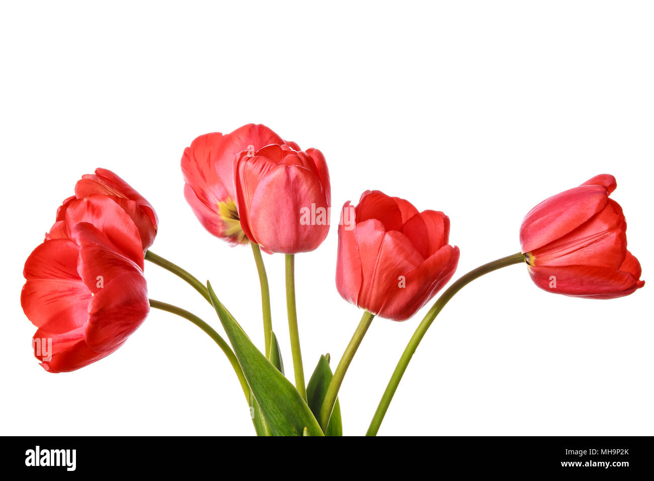 Isolated tulip Flowers on a white background Stock Photo - Alamy