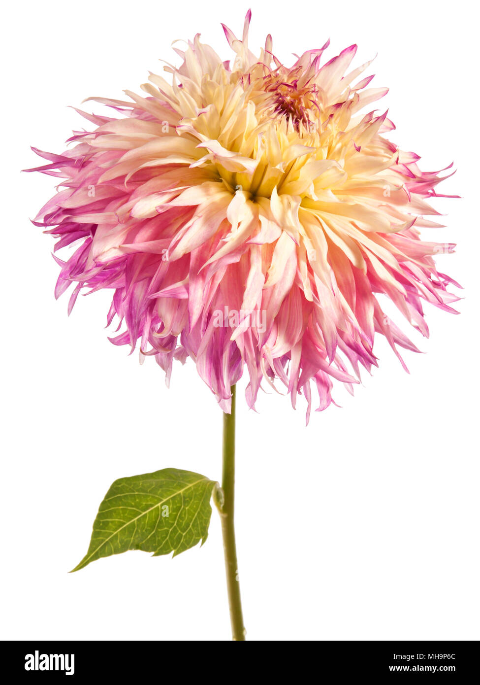 Dahlia flower isolated on a white background Stock Photo - Alamy