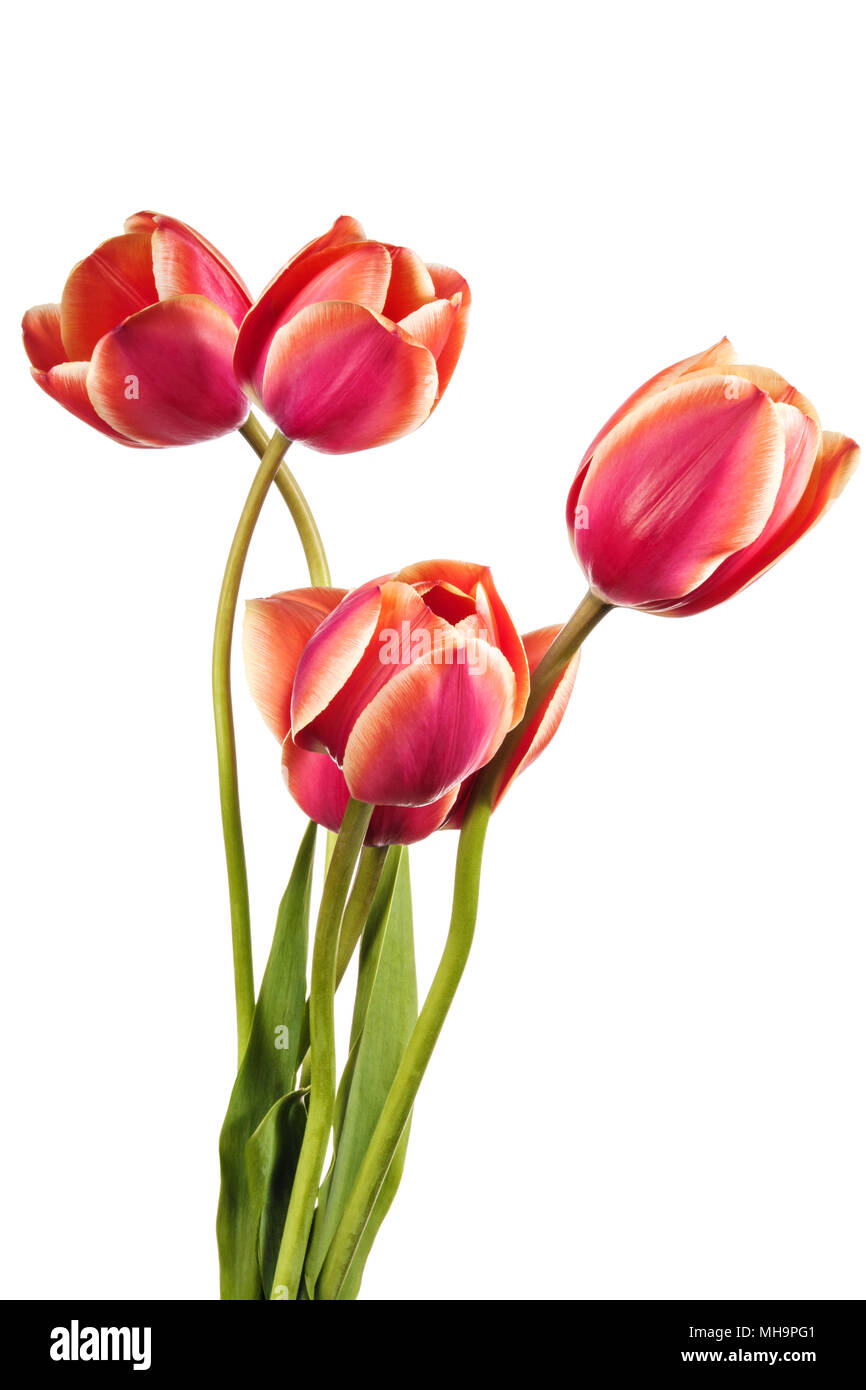 Isolated tulip flowers on a white background Stock Photo - Alamy