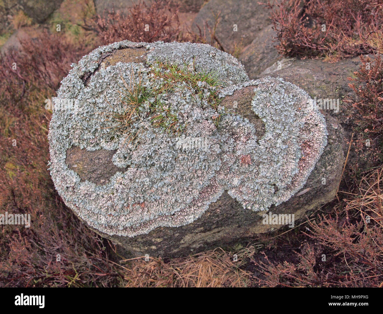 Green lichen on rock, Parmelia Sulcata, Edale, Derbyshire Stock Photo