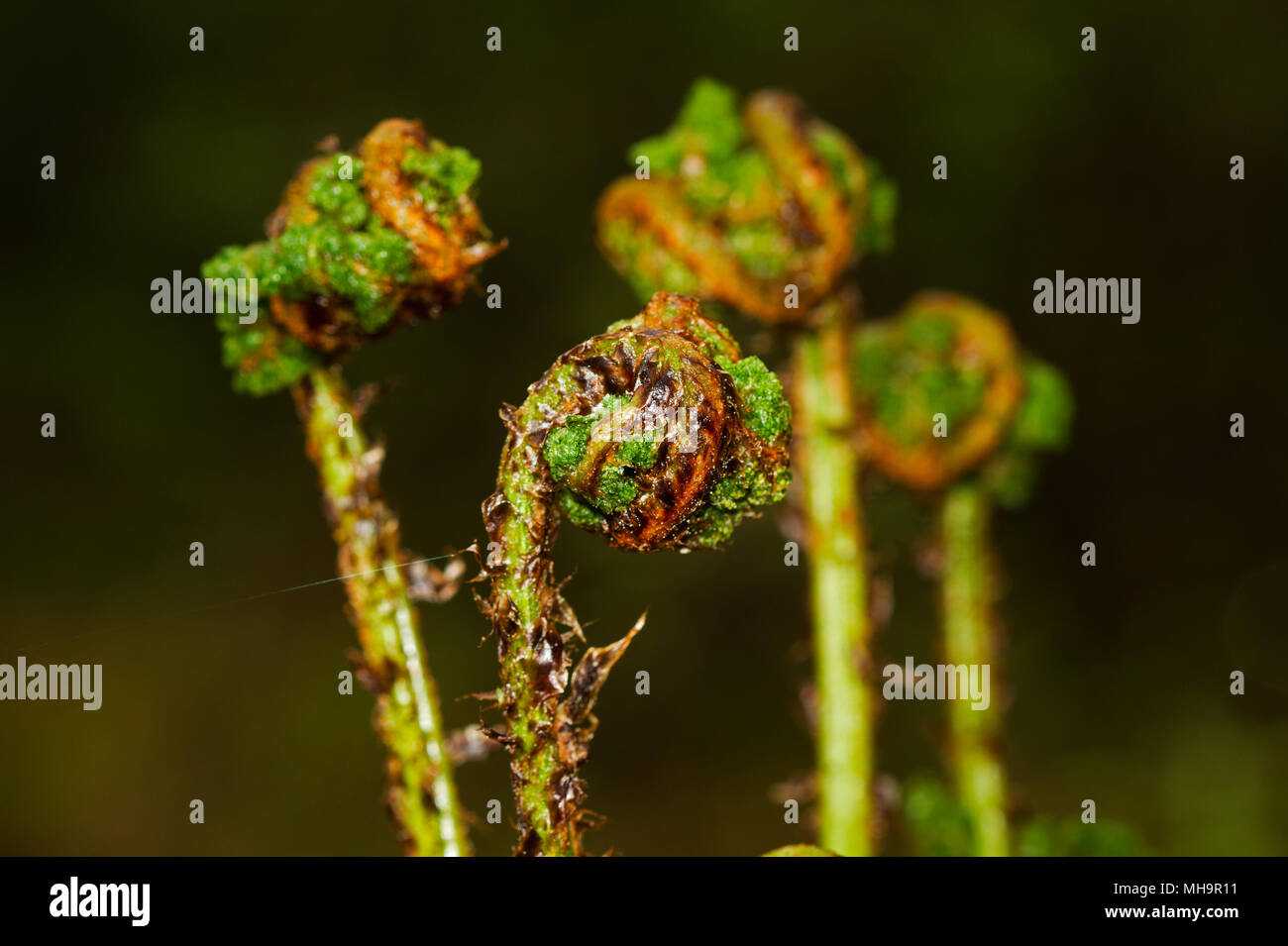 Coiled young fern fronds, crosiers, of  Broad buckler-fern in spring Stock Photo