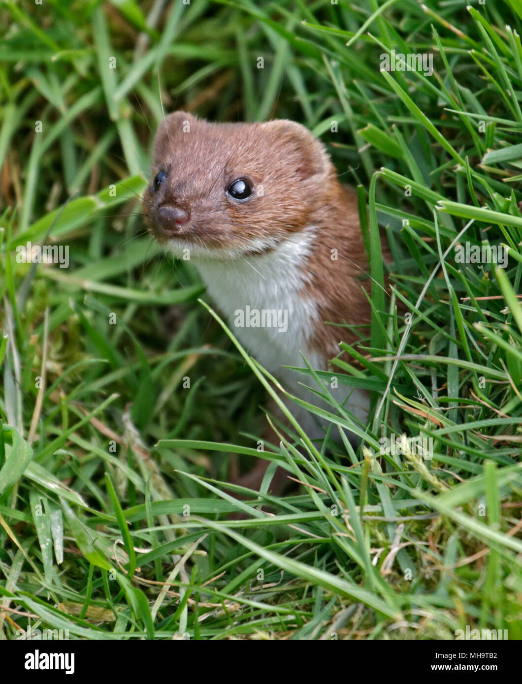 European Weasel/Least Weasel (mustela nivalis) Stock Photo