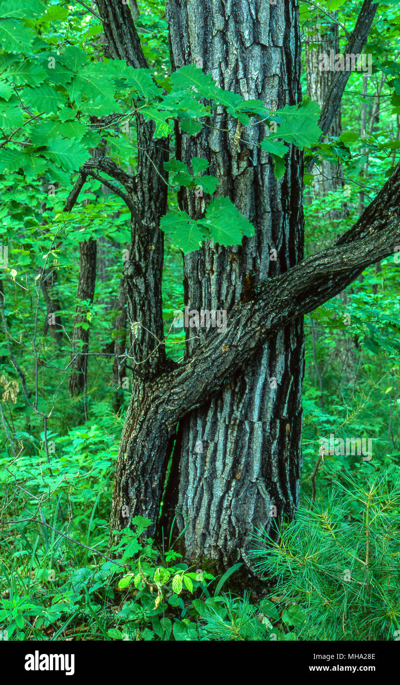 Tiger Habitat Central Asia High Resolution Stock Photography and Images ...