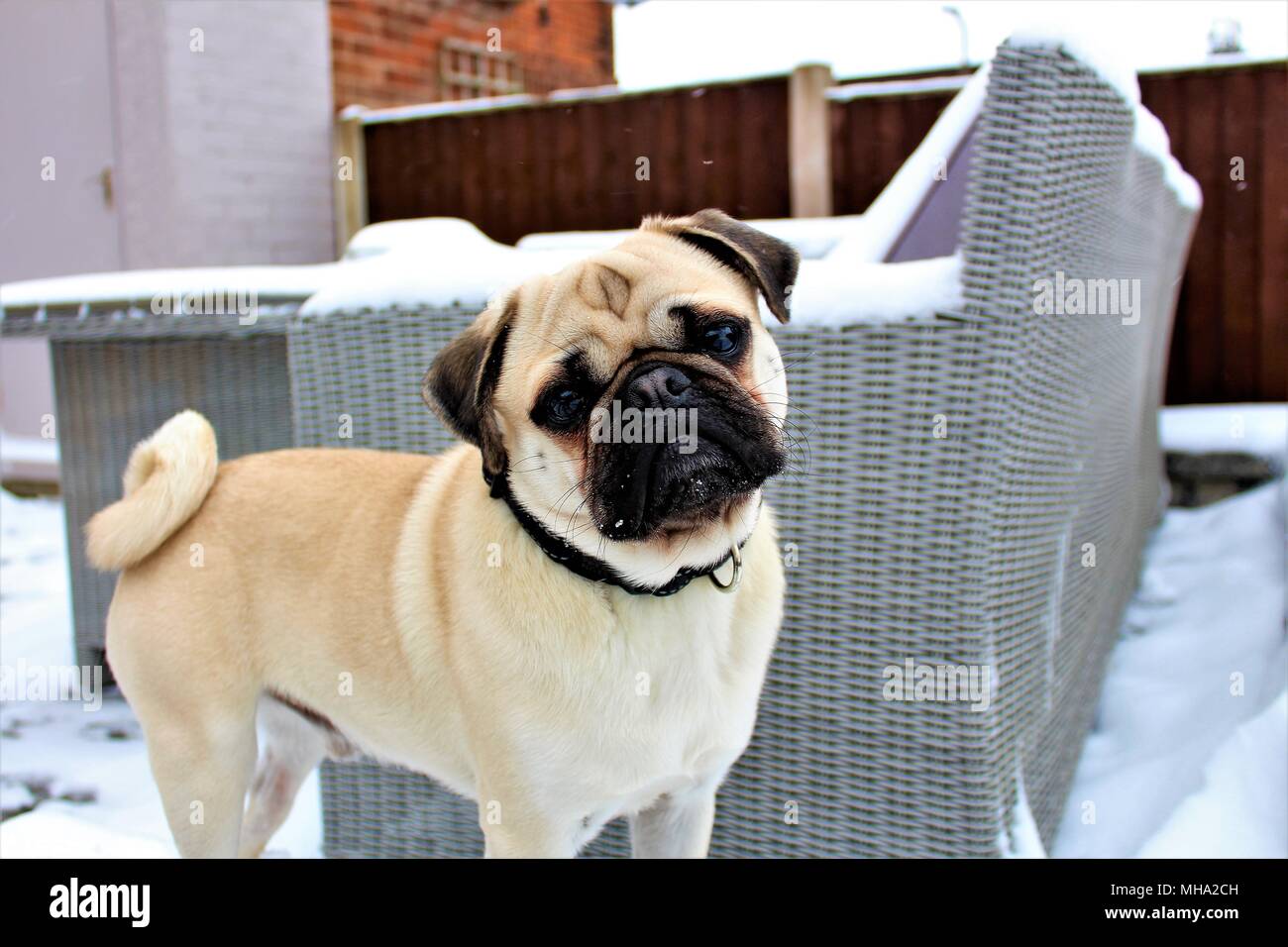 A young Pug dog standing in a snow covered garden. Stock Photo