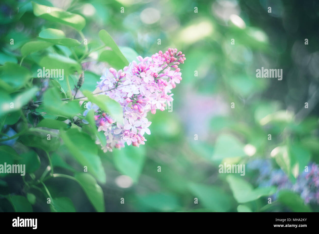 Green branch with spring lilac flowers. Beautiful nature background. Stock Photo
