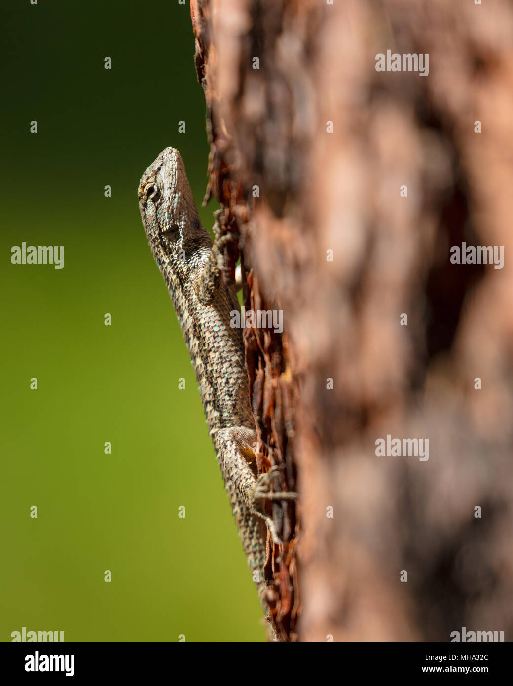 lizard climbing tree Stock Photo