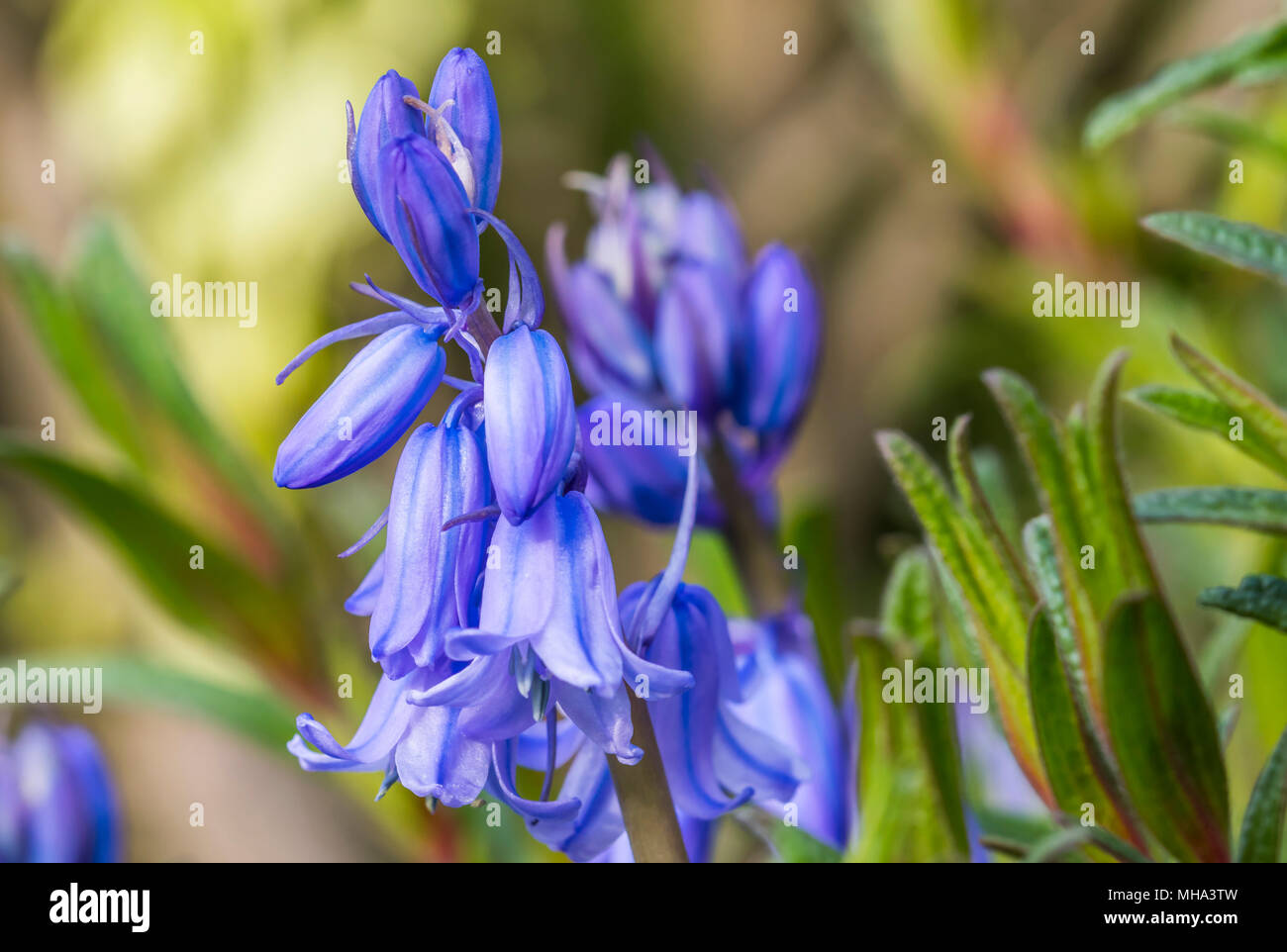 Common Bluebells (Hyacinthoides non-scripta, Native Bluebells) in Spring in England, UK. Stock Photo