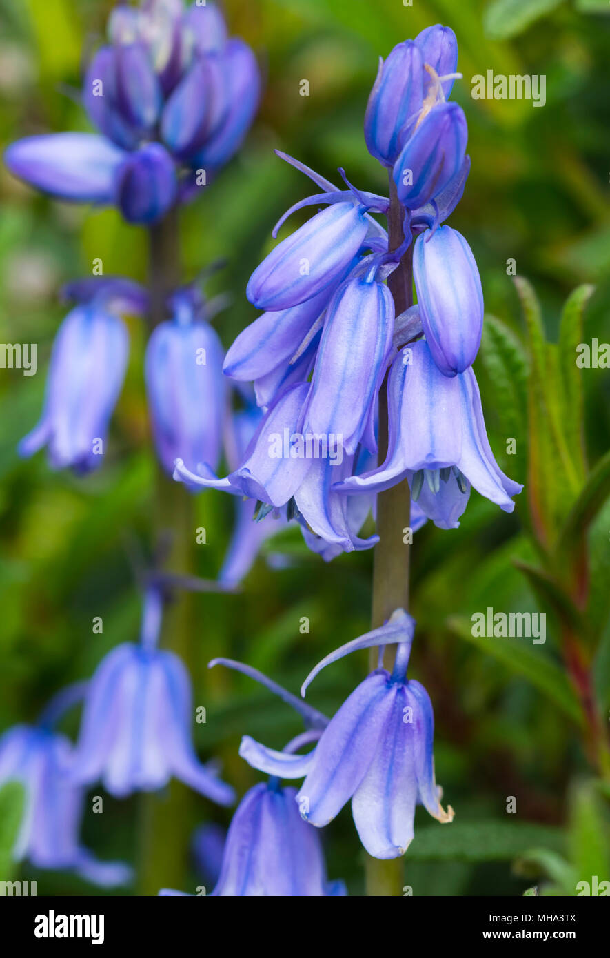 Common Bluebells (Hyacinthoides non-scripta, Native Bluebells) in Spring in England, UK. Stock Photo