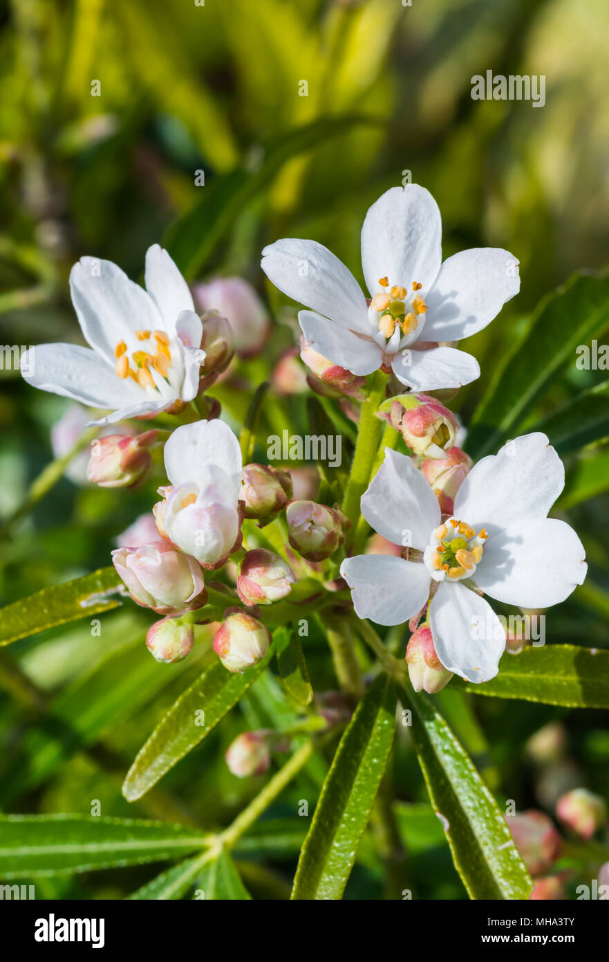 Small white flowers of the Mexican Orange Blossom (Choisya ternata) in late Spring/early Summer in West Sussex, England, UK. Portrait. Stock Photo