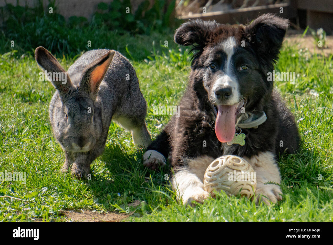rabbit bunny and dog playing together Stock Photo - Alamy