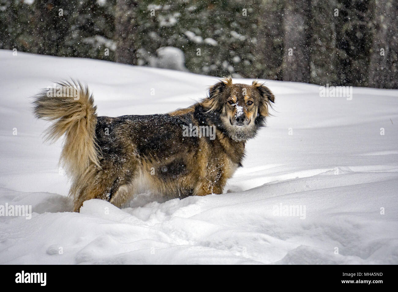 Dog portrait in the snow background in winter time Stock Photo - Alamy