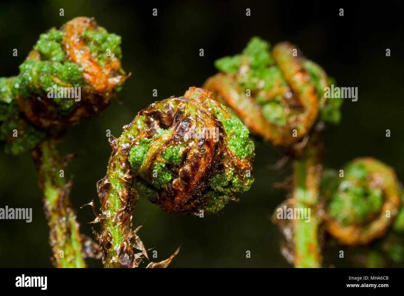 Coiled young fern fronds, crosiers, of  Broad buckler-fern in spring Stock Photo