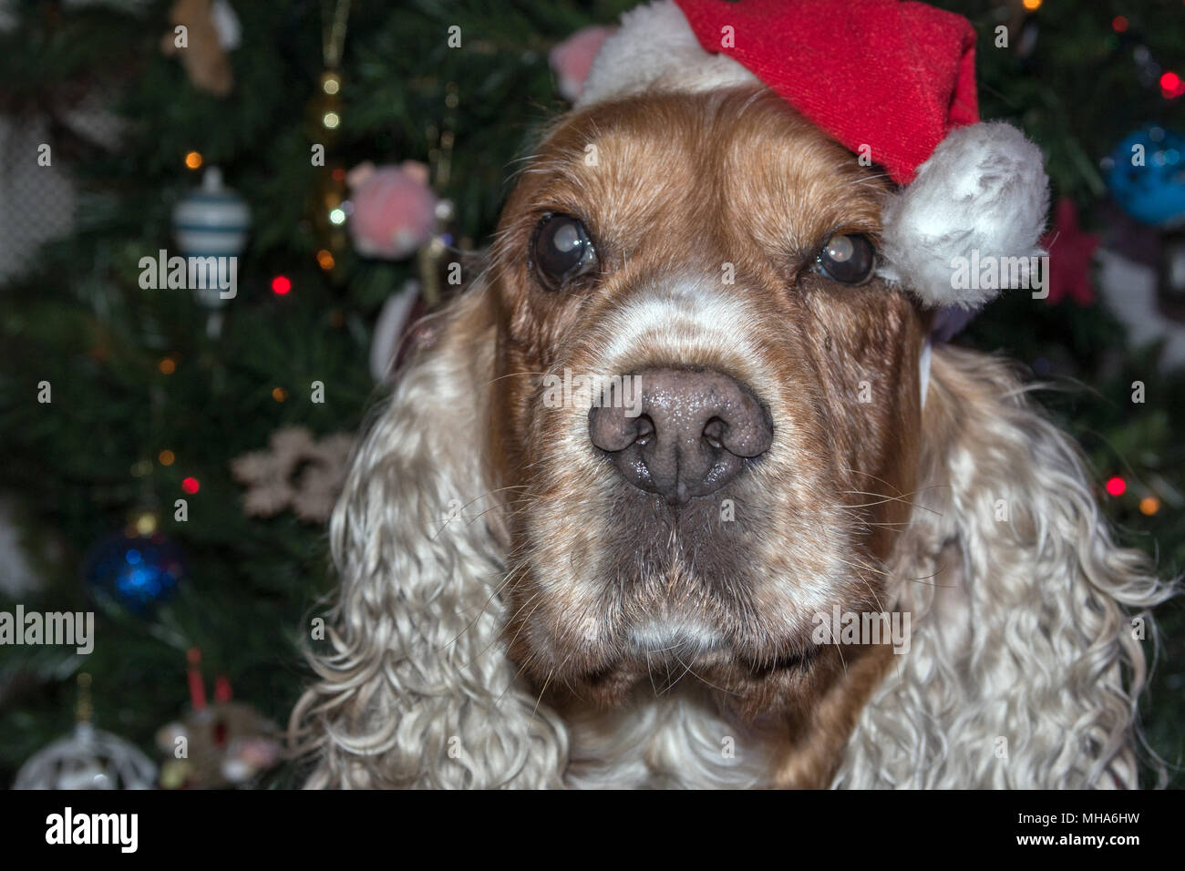 Santa dressed dog cocker spaniel on xmas tree Stock Photo
