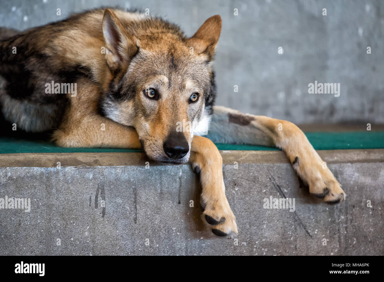 czech wolf dog portrait on cement background while looking at you Stock Photo