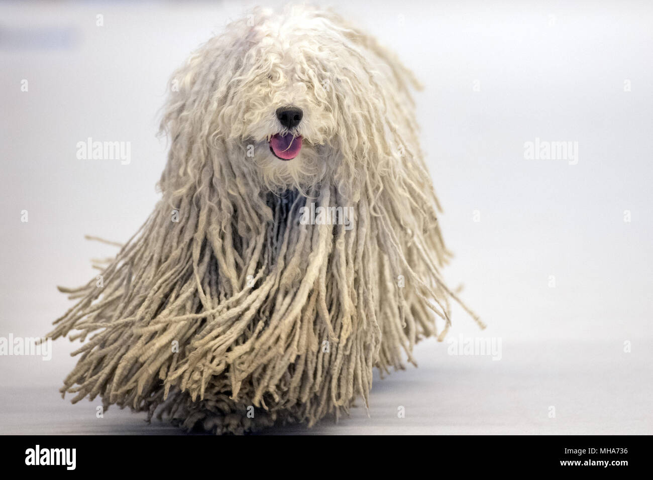 Rasta dog hi-res stock photography and images - Alamy