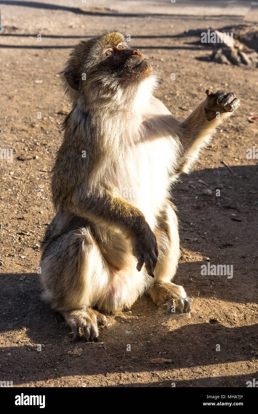 Ifrane Azrou, monkeys in the forest in Morocco Stock Photo - Alamy