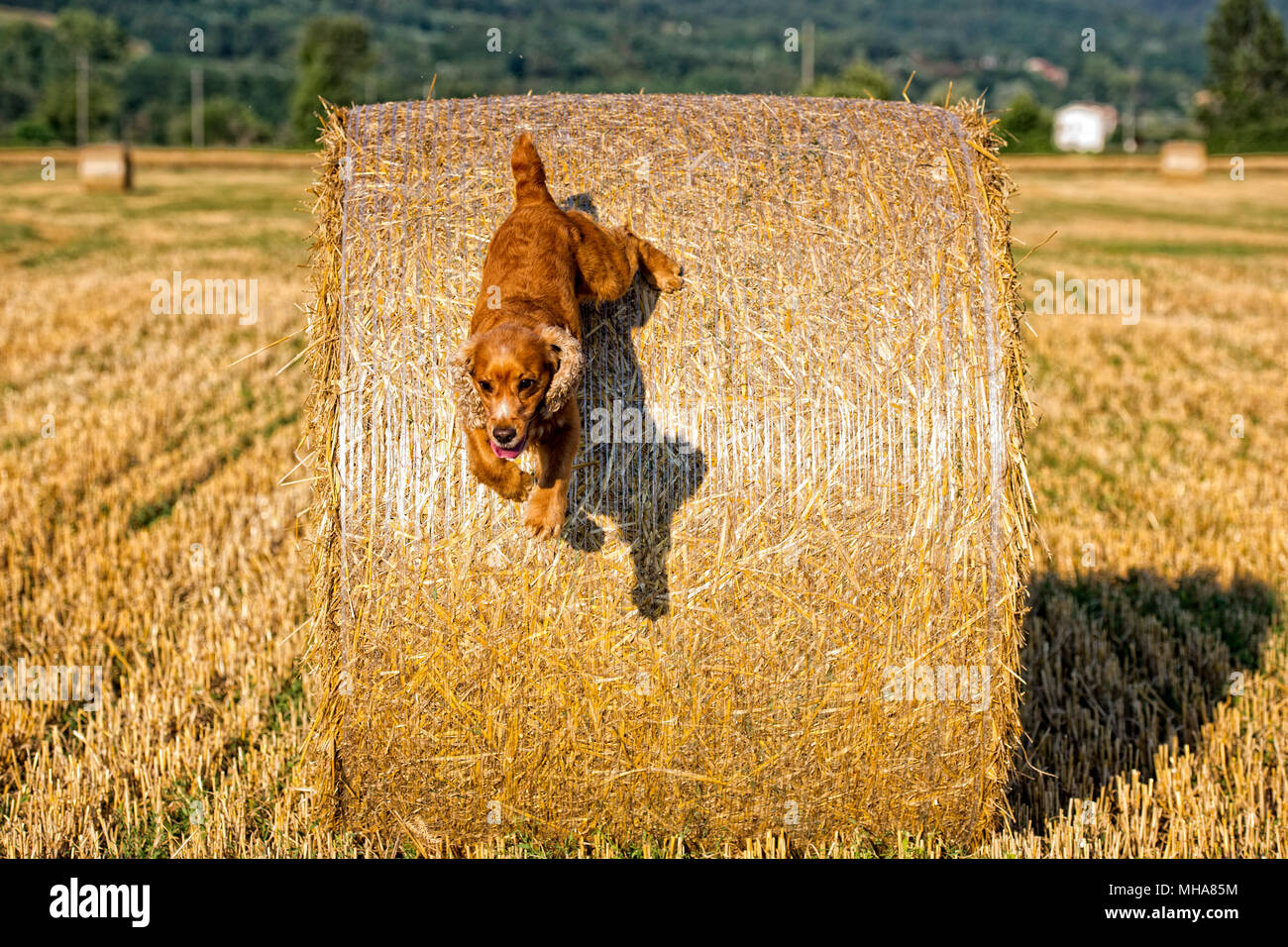 Cocker Spaniel Playing Happy english cocker spaniel while playing in the river Stock Photo - Alamy