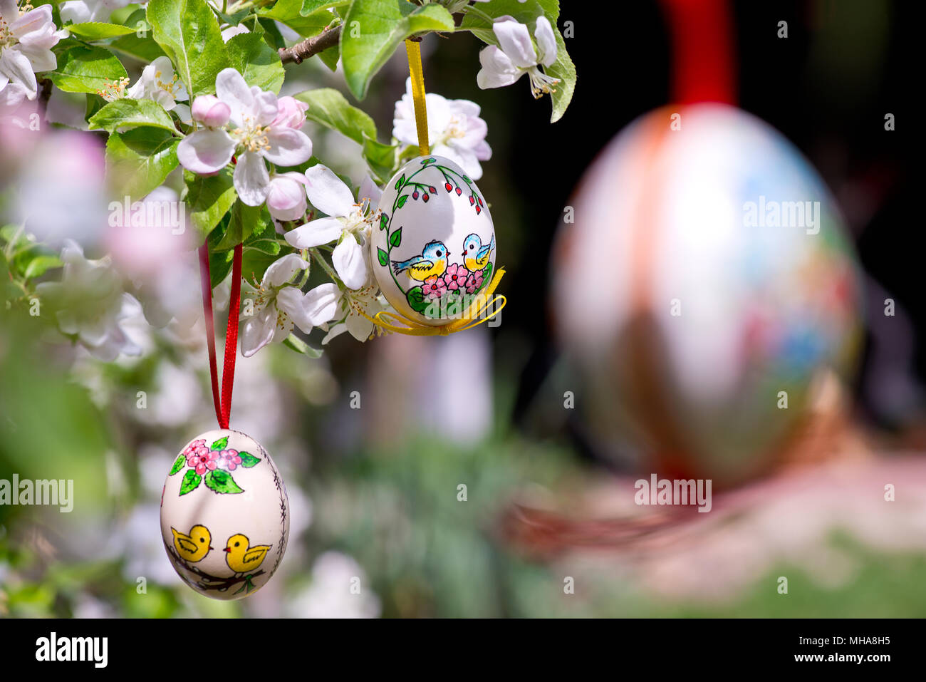 Easter egss hanging on the twig of apple tree in the garden Stock Photo